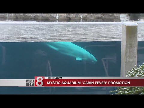 mystic-aquarium-offers-ticket-discount