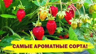 ВКУСНАЯ И АРОМАТНАЯ ЗЕМЛЯНИКА ВСЕ ЛЕТО! Топ-5 лучших сортов земляники, которые завалят ягодами!