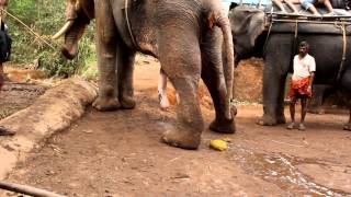 Elephant Peeing