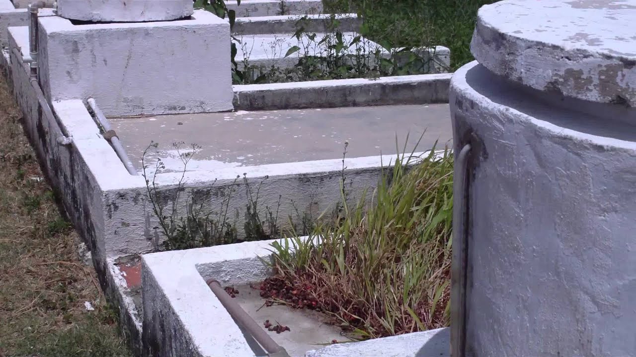 FORRAGEM VERDE HIDROPÔNICA - YouTube