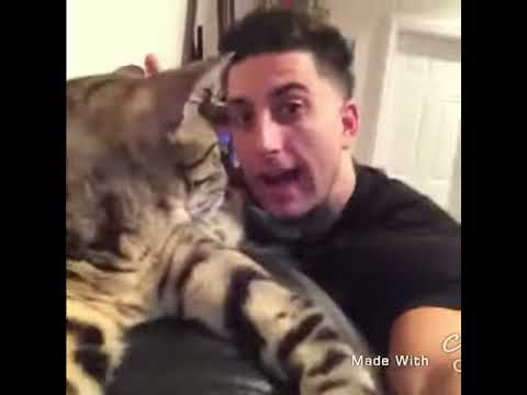 Bfvsgf Youtube