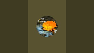 My Simple Vlog Is Live Good After Noon Live