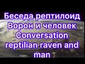 Грядущий ЦАРЬ/ Рептилоид / ворон / челове
