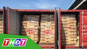 111 container gỗ xuất khẩu có dấu hiệu gian lận thuế | THDT