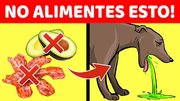 ¿A qué comida no pueden resistirse los perros?