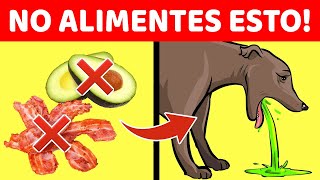 8 Alimentos Que Podrían Matar A Tu Perro