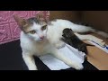授乳中の子猫達　∼Neosの日常∼ 【赤ちゃん猫】 可愛い過ぎです！成長が楽しみです。