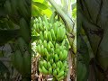 #indianarmy #india #banana #lifeisbutadream #fruit #farming #viralshorts #vlog #vegetable#G9 variety