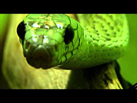 HUYU NDIYE NYOKA HATARI ZAIDI DUNIANI UNAISHI DAKIKA 20 TU AKIKUUMA