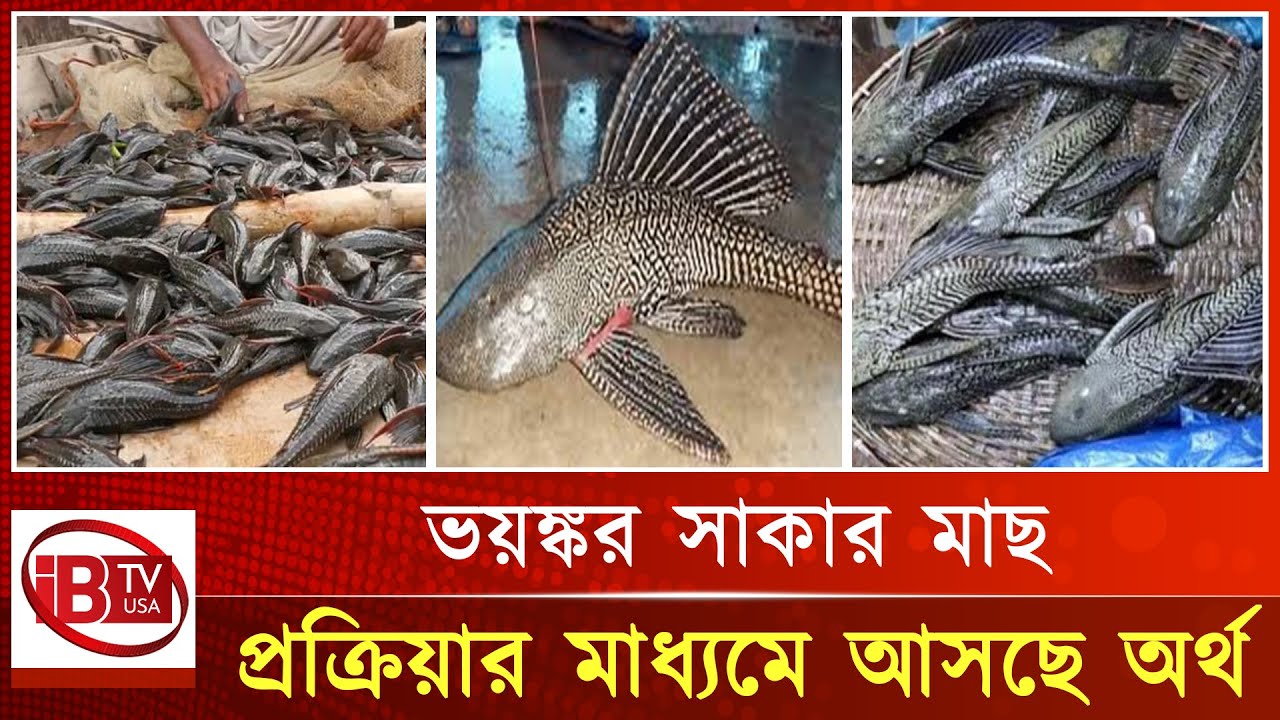 Sugar Fish I Called I sugar-fish-i-called-i