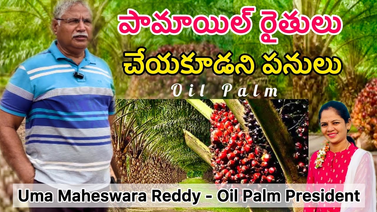🌴పామాయిల్ రైతులు తప్పకుండా తెలుసుకోవాల్సిన విషయాలు👉ఒక్క వీడియోతో అపోహలన్నీ తొలిగిపోతాయి‼️Oil Palm