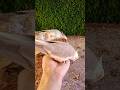 Adorable cockatiel parrot 🐦😍 #shorts #cockatiel #yellowcockatiel48
