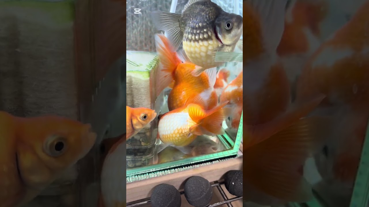 ピンポンパール水換えからの1週間