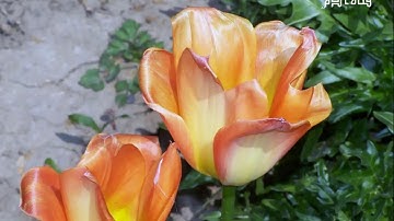 59 سورة الحشر بصوت القارئ سعد الغامدي