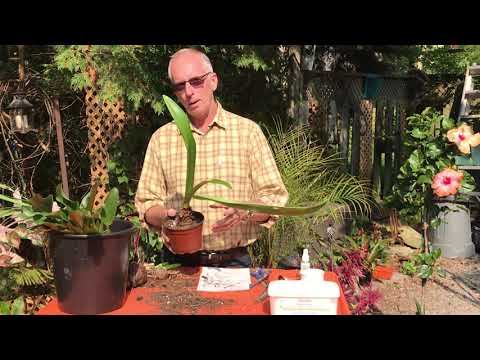 Vídeo: Tender Perennials In The Garden - O que são Tender Perennials