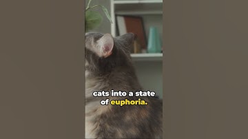 Catnip Craze: Why Cats Love It