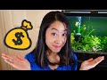 How to save money on a low budget planted aquarium