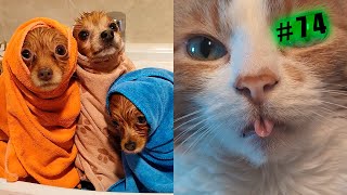 Funny animal videos cats and Dogs 🤣Try not to laugh Challenge! №74