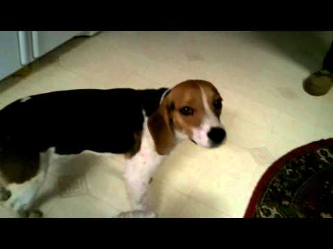 Scout the Rescued Beagle Dog -- Very Cute Boy!
