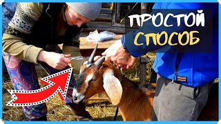 Простой способ обезроживания взрослых коз. Как убрать рога у козы