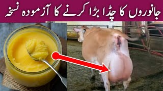 How To Increase Udder and Milk Of Cows and Buffalos | جانوروں کا حیوانہ بڑھانے کا آزمودہ دیسی نسخہ