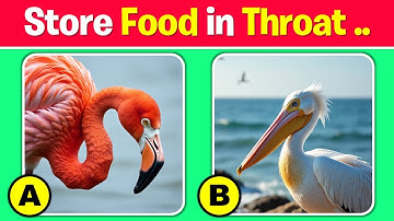 How Well Do You Know BIRDS? 🐥🕊️🐣 Birds Knowledge Trivia Quiz