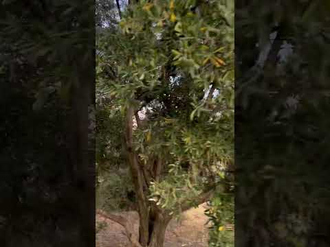 بلادي يا زينة البلدان