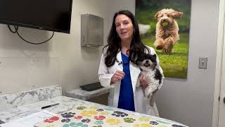 Pet Hydration Awareness and Summer Safety Tips by The Drake Center for Veterinary Care 156 views 9 months ago 5 minutes, 22 seconds