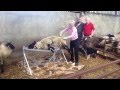 SHEEP RESTRAINER IRELAND {INVENTIONS AWARD WINNER}