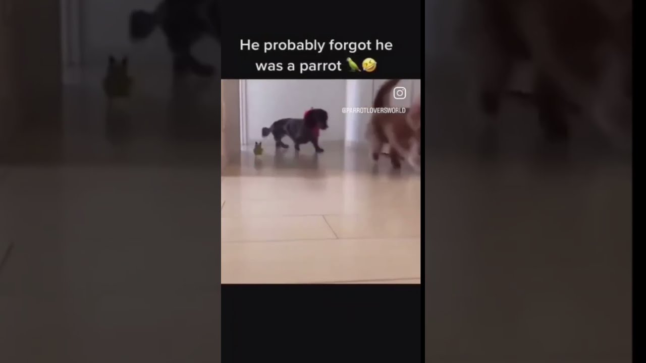 He Probably Forgot Is A Parrot 
