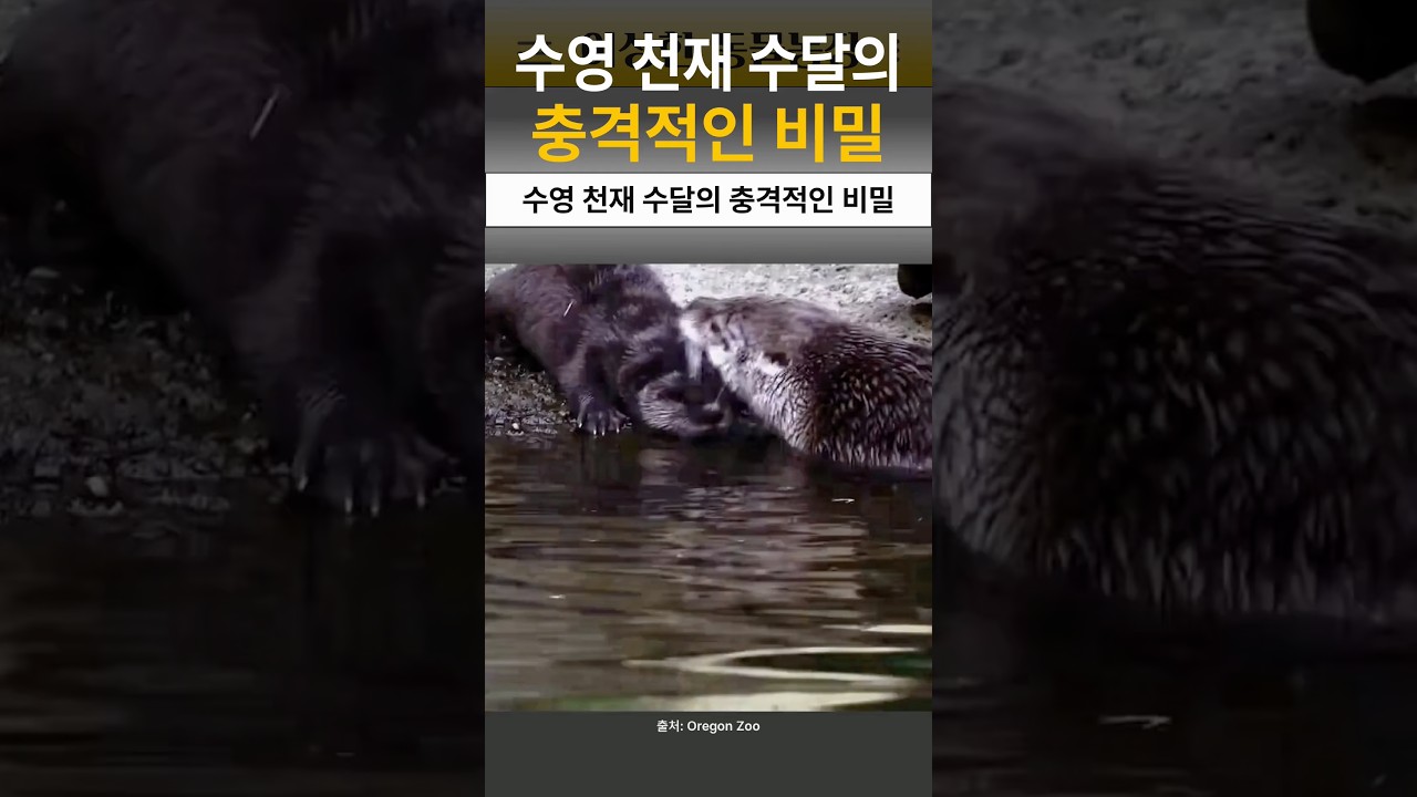 수영 천재 수달의 충격적인 비밀