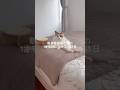 限界看護師と猫の1歩も外に出ない休日vlog