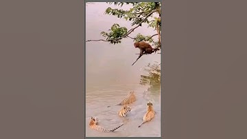 WATCH ME #monkey #tatamendezbisaya #tiktok #trending #viral #funny #youtube #shorts #short #video