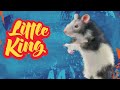 Little King - полнорационный корм для грызунов, кроликов, хомяков, морских свинок, шиншилл, крыс.