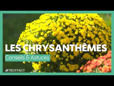 Vidéo: Variétés de chrysanthèmes : découvrez les différents types de chrysanthèmes