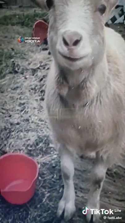 [DJ AA KASIAN AA X KAMBING]