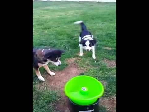 Dogs fetching with GoDogGo G4  Automatic Ball Launcher on Day One!