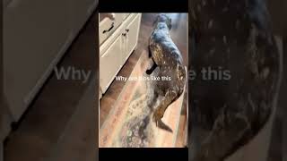 Funny cats and cute dogs Short video #shorts