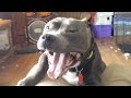 Meet bruce an aggressive pit bull shelter dog