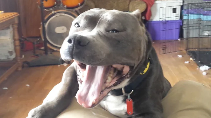 Meet Bruce, an "aggressive" Pit Bull shelter dog