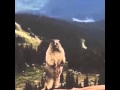 Screaming Beaver/Marmot LOL!