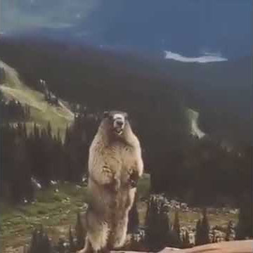 Screaming Beaver/Marmot LOL!