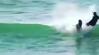 Dolphin Smashes Into Surfer With Music