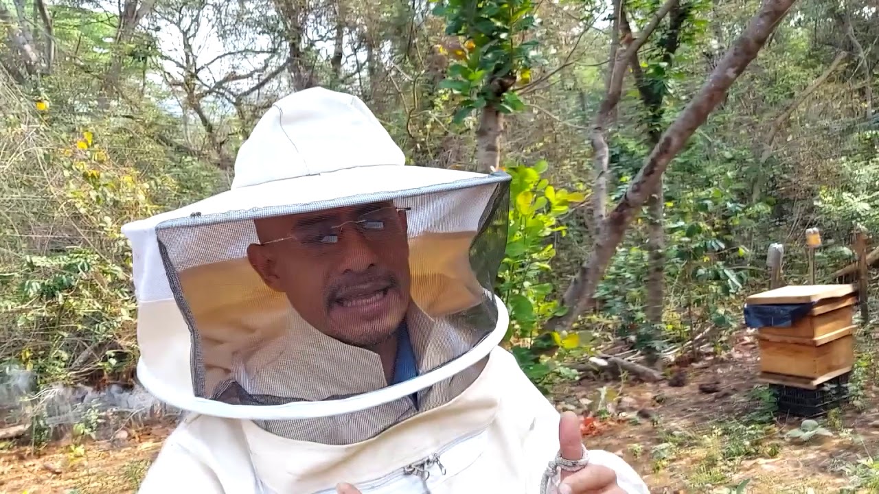 Consejos para que un enjambre se quede