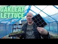 Oakleaf green lettuce gardening allotment uk home growing veg  flowers