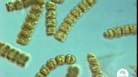 Toxic plankton (1990)