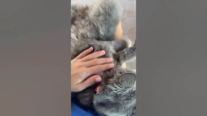 Watch the video about Cute cute #cat #furmommy #catlover #furparents #cute #himalayan #kitten #persian #cutecat