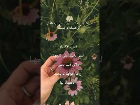 مساء الفل ورد أزهار اهتمام تجاهل رصيف حياة جمال سرور سحر الطبيعة