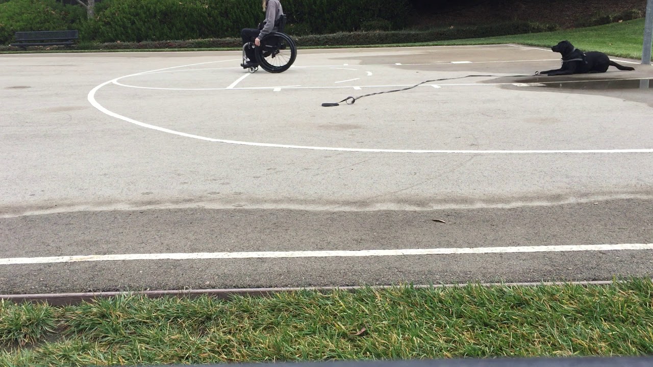 psych-service-dog-training-blog-kestrel-part-11-2-heeling-and-other