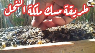 الطريقة الصحيحة للامساك بملكة النحل ووضعها في القفص او تعليمها بالقلم